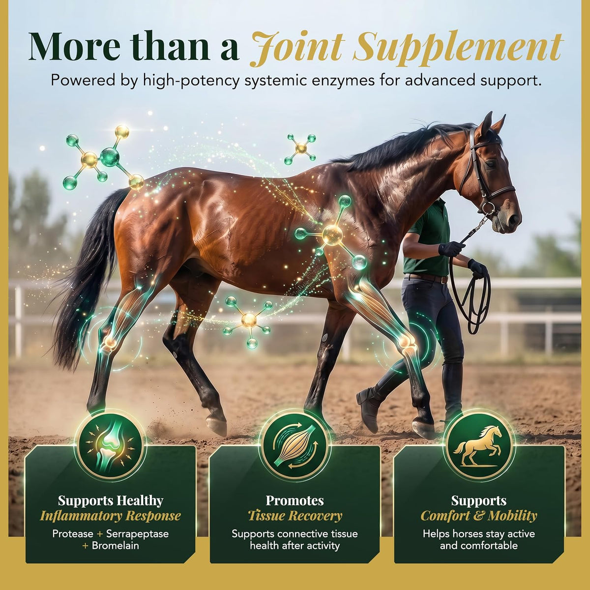 More than a joint supplement: protease, serrapeptase and bromelain systemic enzymes for inflammatory response, tissue recovery, comfort and mobility