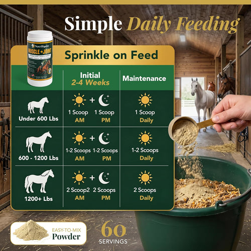 Simple daily feeding chart: sprinkle on feed, 1-2 scoops AM and PM for 2-4 weeks, then daily maintenance by horse bodyweight